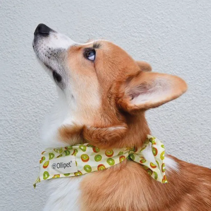 Ollipet Frugt Bandana | OUTLET