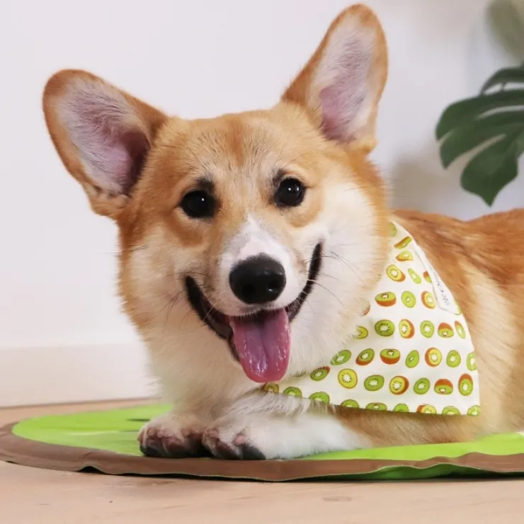 Ollipet Frugt Bandana | OUTLET