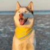 Ollipet Hold afstand tak | Bandana