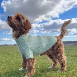 Ollipet Hundesweater | I Am Pawsome