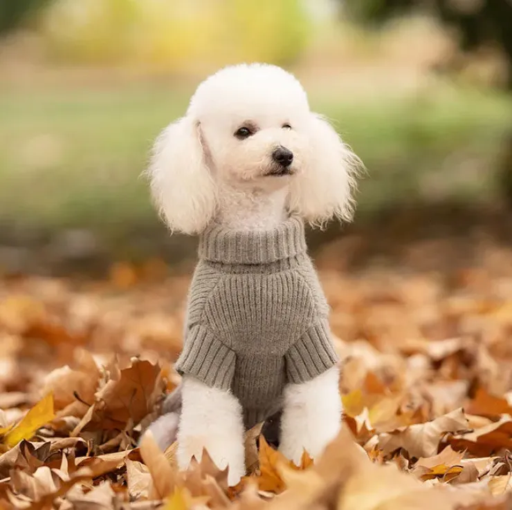 Ollipet Hundesweater | I Am Pawsome