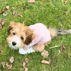 Ollipet Hundesweater | I Am Pawsome