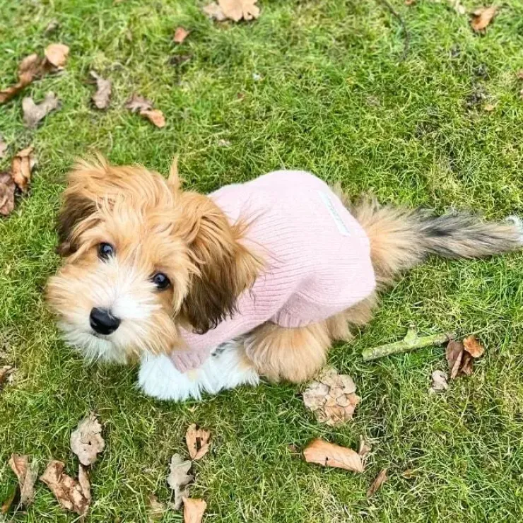 Ollipet Hundesweater | I Am Pawsome