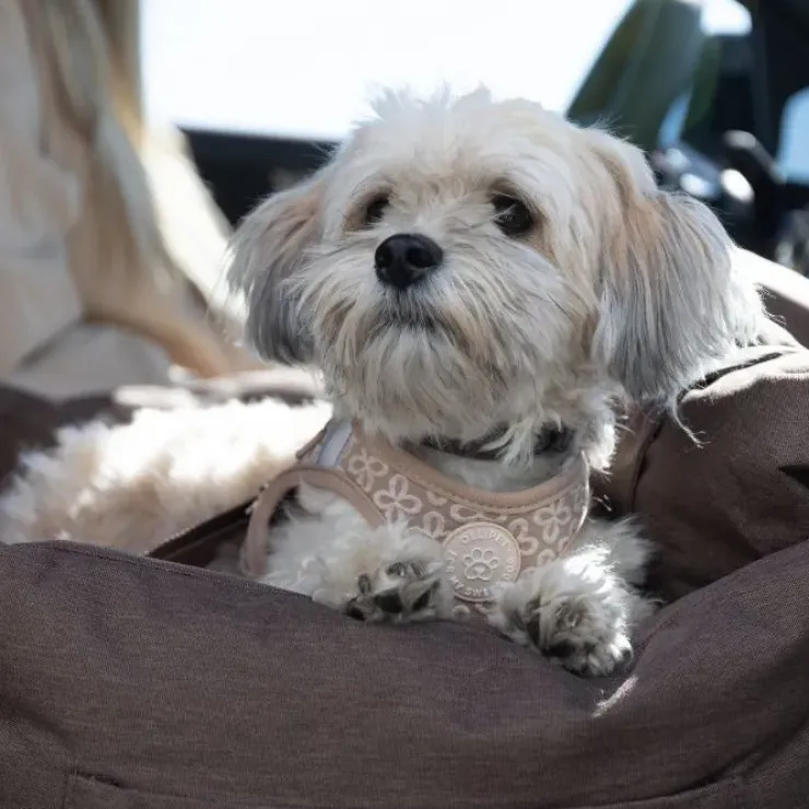 Ollipet Karma Deluxe Autokurv 2i1