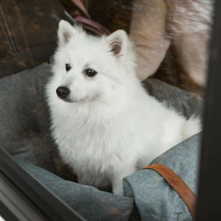 Ollipet Karma Deluxe Autokurv 2i1