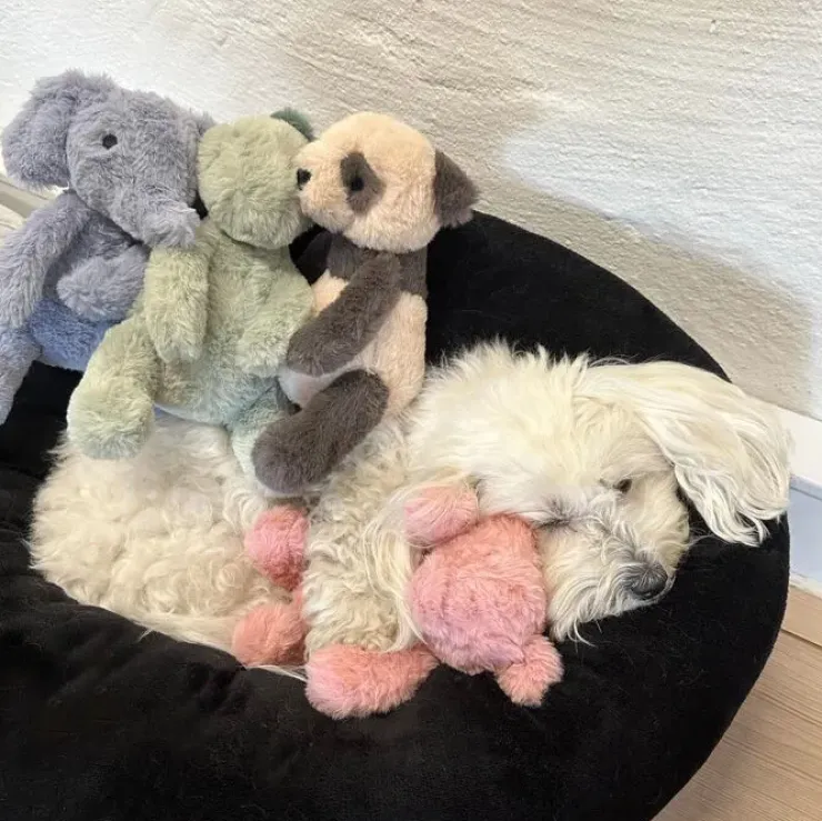 Ollipet Krammedyr