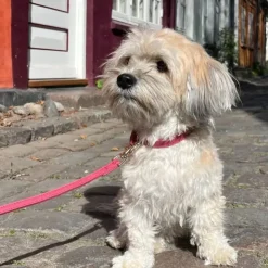 Ollipet Luxor Halsbånd