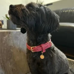 Ollipet Luxor Halsbånd