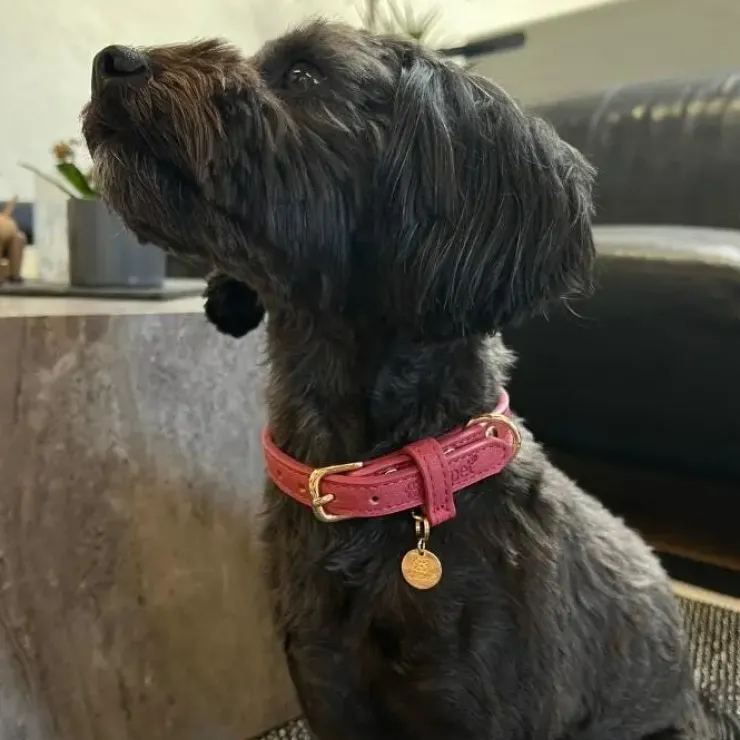 Ollipet Luxor Halsbånd