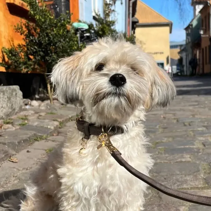 Ollipet Luxor Halsbånd