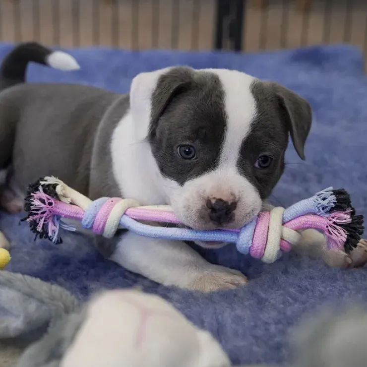 Ollipet Macaron chew rope | Strip