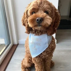 Ollipet Min første fødselsdag | Bandana