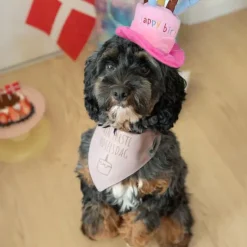 Ollipet Min første fødselsdag | Bandana