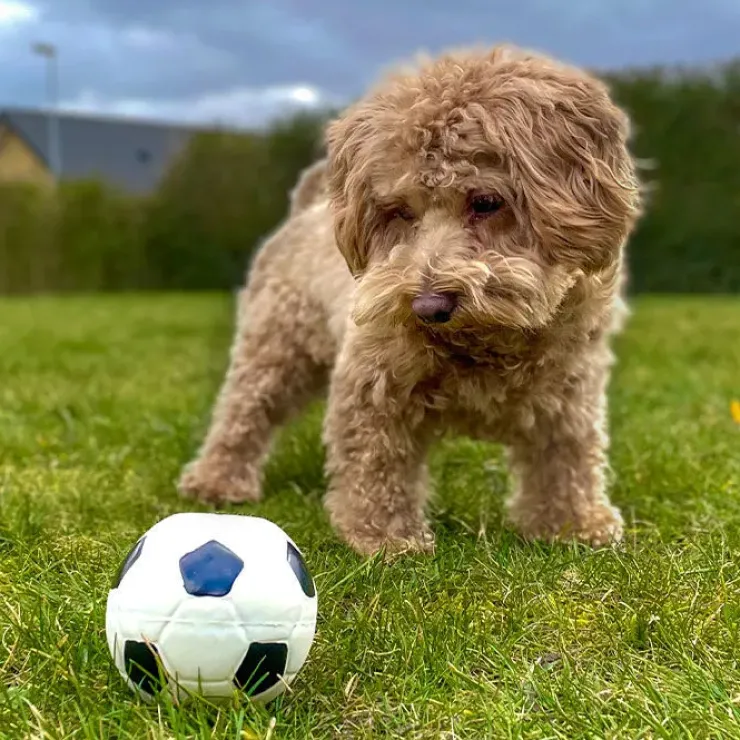 Ollipet Natur Latex Fodbold