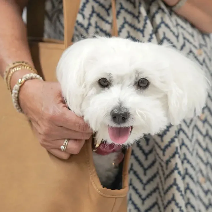 Ollipet Nice Hundetaske