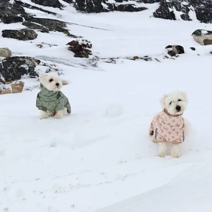 Ollipet Polar Vinterjakke