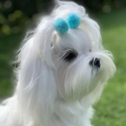 Ollipet Pompom hårpynt