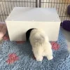 Ollipet Puppy Home | OUTLET