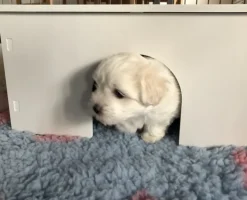 Ollipet Puppy Home | OUTLET