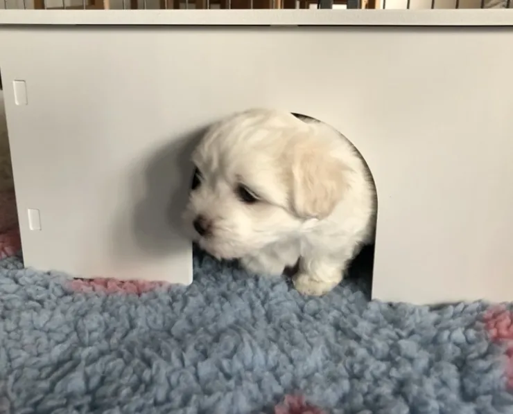 Ollipet Puppy Home | OUTLET