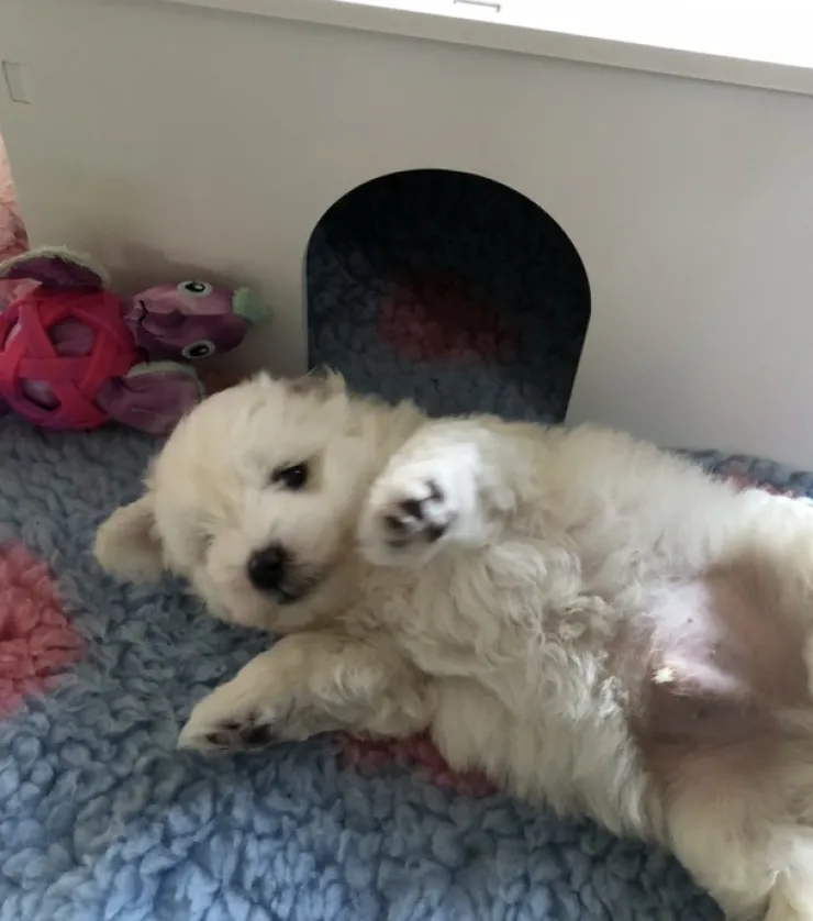 Ollipet Puppy Home | OUTLET