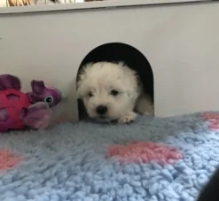 Ollipet Puppy Home | OUTLET