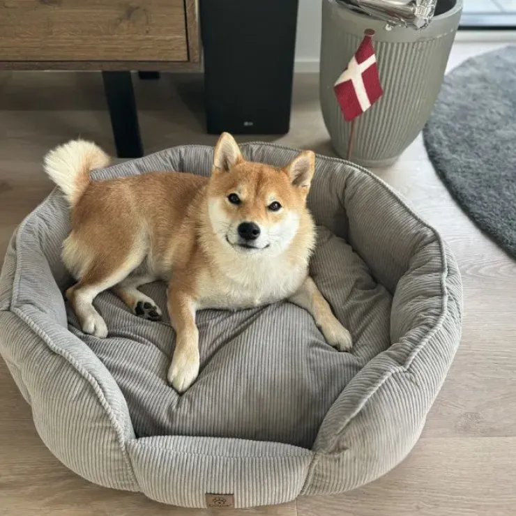 Ollipet Quinn hundeseng
