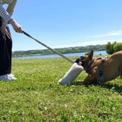 Ollipet Rabbit Tail Bungee | Belønningslegetøj