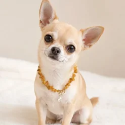 Ollipet Ravhalsbånd med Swarovskisten | Mini