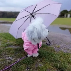 Ollipet regndragt til hunde | Color Collection | OUTLET