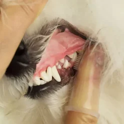 Ollipet Silikone fingertandbørste