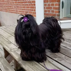 Ollipet Silkeblomst med perle