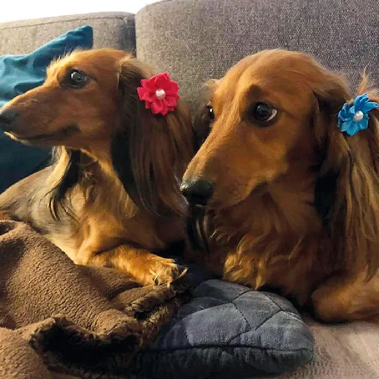 Ollipet Silkeblomst med perle