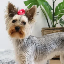 Ollipet Silkeblomst med perle