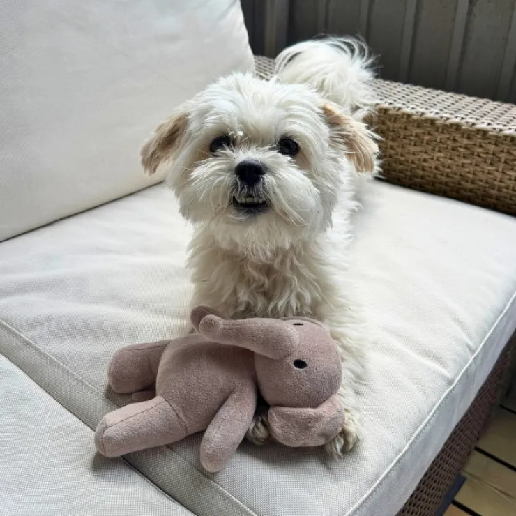 Ollipet Snuggle Buddies Retro Rollo & Bobo