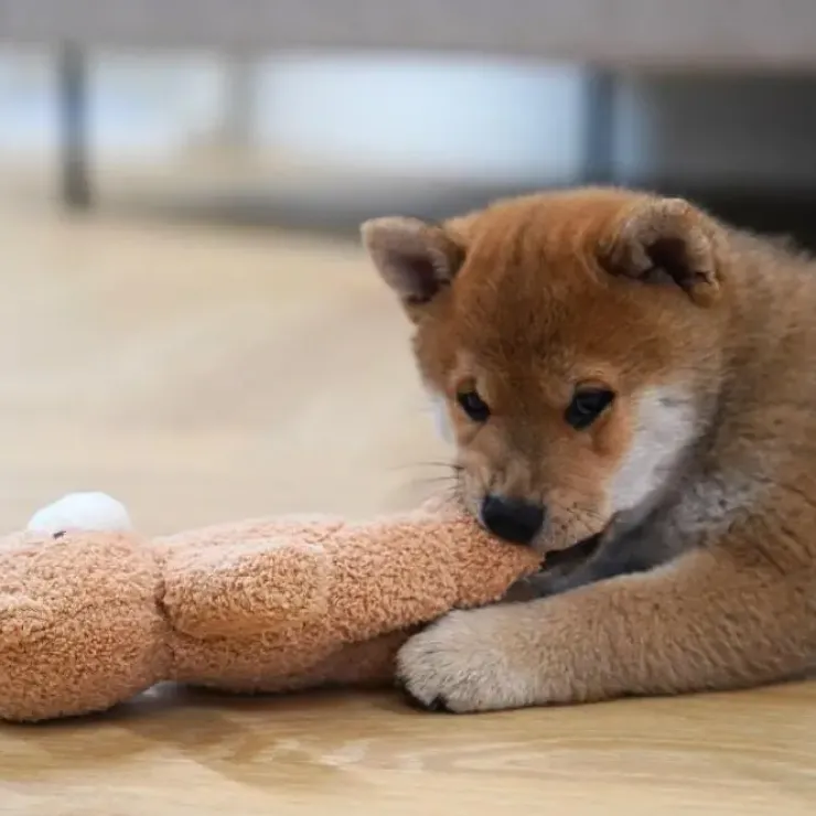 Ollipet Snuggle Buddies Teddy Bear