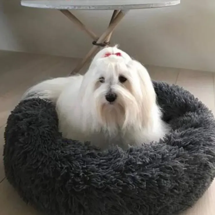 Ollipet Soft Cloud Donut Hundeseng