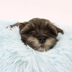 Ollipet Soft Cloud Donut Hvalpeseng