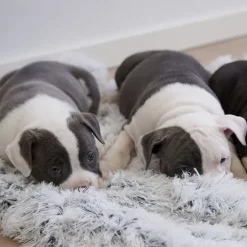 Ollipet Soft Cloud hundetæppe