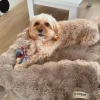 Ollipet Soft Wave Luksus Tæppe | Khaki