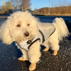 Ollipet Super Flex | Selvklæbende bandage 1 stk