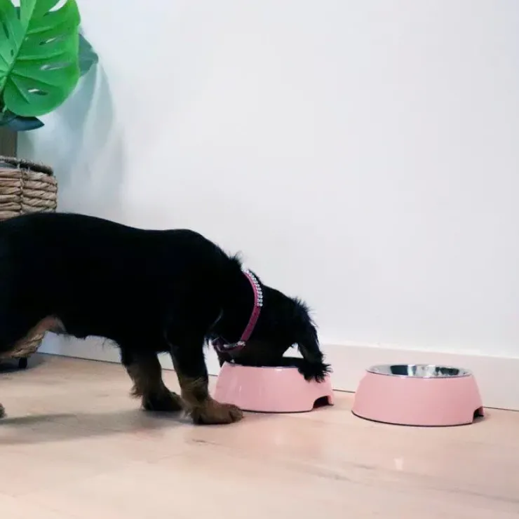 Ollipet Sweetie Bowl | OUTLET