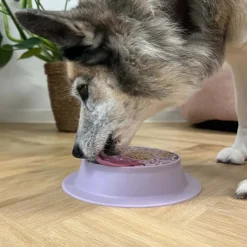 Ollipet Sweet Paw 2i1 | Slikkeskål