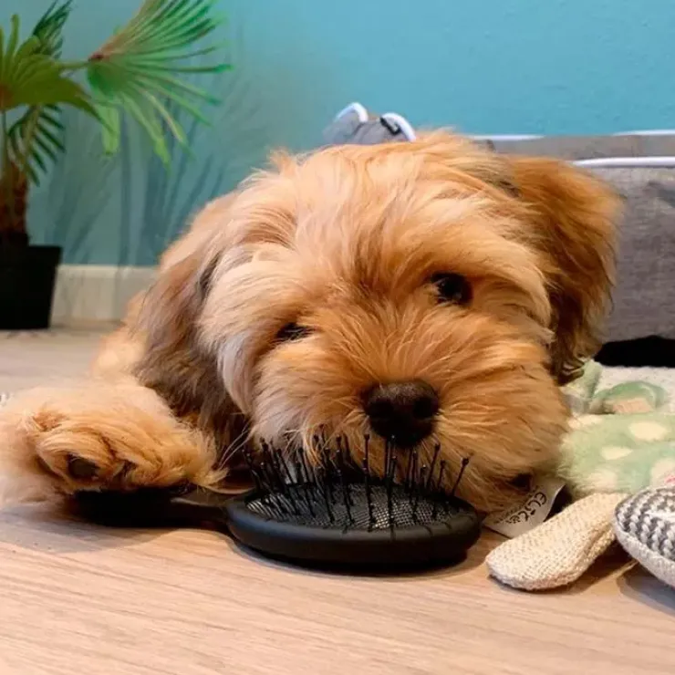 Ollipet Tangle brush mini