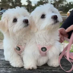 Ollipet Teddy Step-in hundesele | Lyserød