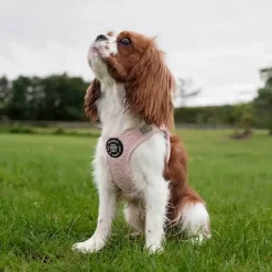 Ollipet Teddy Step-in hundesele | Lyserød