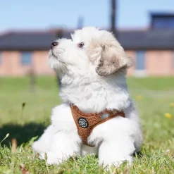 Ollipet Teddy Step-in hundesele | Brun
