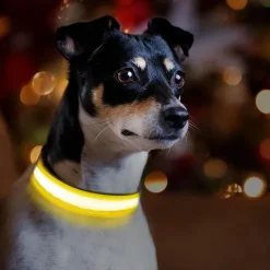 Ollipet The Stripe LED Collar | Halsbånd med lys