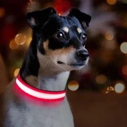 Ollipet The Stripe LED Collar | Halsbånd med lys