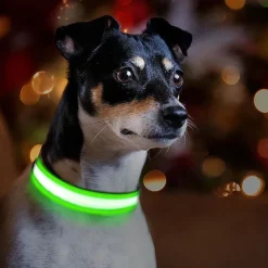 Ollipet The Stripe LED Collar | Halsbånd med lys